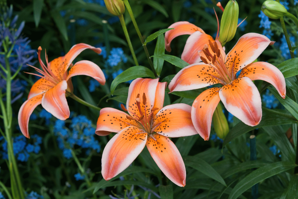 Lilium Asiatic hybrids.png